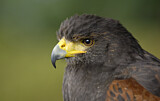 Image. Wüstenbussard