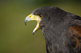 Image. Wüstenbussard