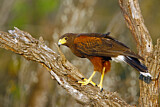 Image. Wüstenbussard