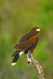 Image. Wüstenbussard