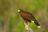 Image. Wüstenbussard