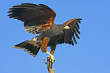 Image. Wüstenbussard
