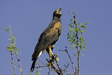 Image. Wüstenbussard