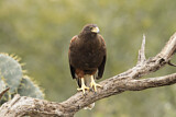 Image. Wüstenbussard