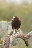 Image. Wüstenbussard