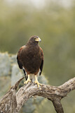 Image. Wüstenbussard