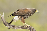 Image. Wüstenbussard