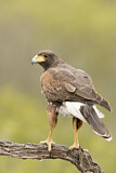 Image. Wüstenbussard