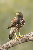 Image. Wüstenbussard