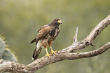 Image. Wüstenbussard