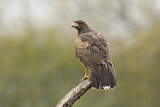 Image. Wüstenbussard