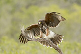 Image. Wüstenbussard