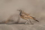 Image. Wüstenläuferlerche