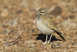 Image. Wüstenläuferlerche