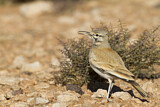 Image. Wüstenläuferlerche