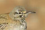 Image. Wüstenläuferlerche