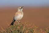 Image. Wüstenläuferlerche