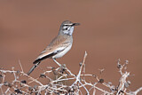 Image. Wüstenläuferlerche