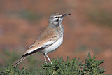 Image. Wüstenläuferlerche