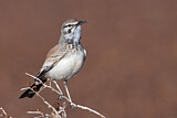 Image. Wüstenläuferlerche