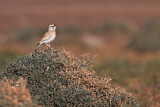 Image. Wüstenläuferlerche