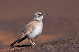 Image. Wüstenläuferlerche