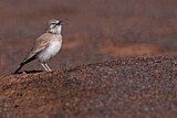 Image. Wüstenläuferlerche