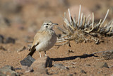 Image. Wüstenläuferlerche
