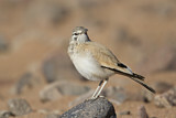 Image. Wüstenläuferlerche