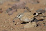Image. Wüstenläuferlerche