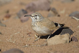 Image. Wüstenläuferlerche