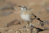 Image. Wüstenläuferlerche