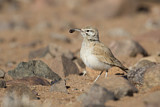 Image. Wüstenläuferlerche