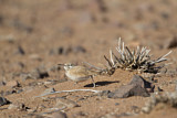 Image. Wüstenläuferlerche