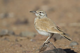 Image. Wüstenläuferlerche