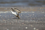 Image. Wüstenregenpfeifer