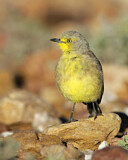 Image. Wüstentrugschmätzer