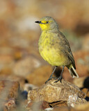 Image. Wüstentrugschmätzer