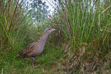 Image. Wachtelkönig