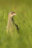 Image. Wachtelkönig