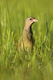 Image. Wachtelkönig