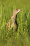 Image. Wachtelkönig