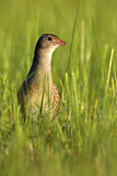 Image. Wachtelkönig