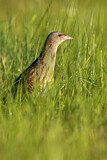 Image. Wachtelkönig