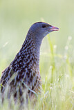 Image. Wachtelkönig