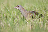 Image. Wachtelkönig