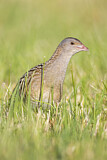 Image. Wachtelkönig