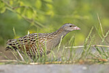 Image. Wachtelkönig