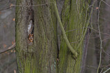 Image. Waldkauz