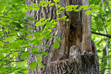 Image. Waldkauz